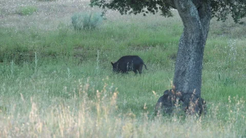 Wild boar (Sus scrofa), Monte del Pardo, Madrid, Spain Stock Footage 234429707