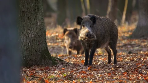 Wild boar (Sus scrofa) mother with children Video stock 101724908