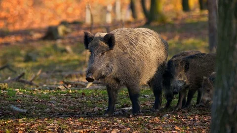 Wild boar (Sus scrofa) mother with children Stockbeeldmateriaal 101724910