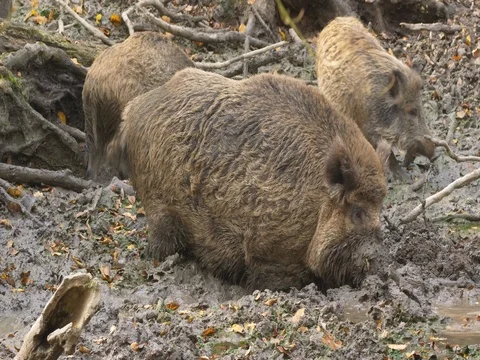 Wild boar (Sus scrofa) in mud Stock Footage 81515519