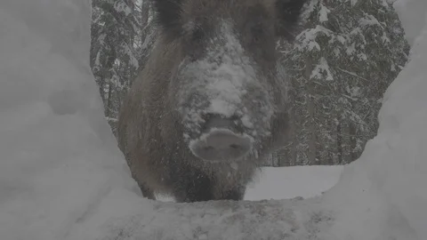 Wild boar (sus scrofa) . Muzzle. Video stock 104783591