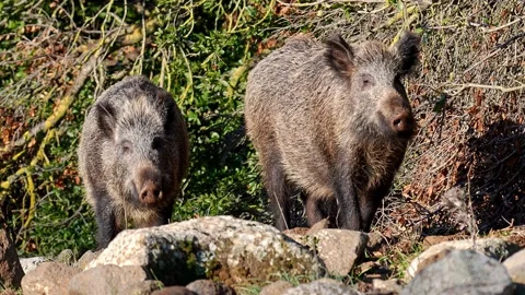 Wild Boar (Sus scrofa ) pair looking and smelling out of the woods in the Golan Stock Footage 197663283