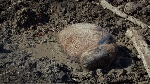 Wild boar (Sus scrofa) pig wallowing in mud Stock Footage 121237693