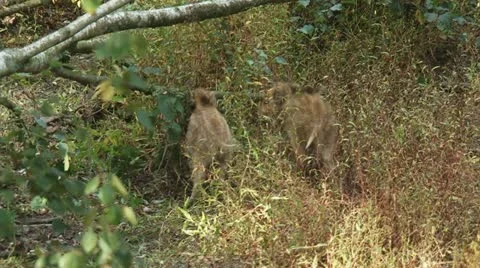 Wild boar (sus scrofa) piglets roaming in forest Stock Footage 18190536