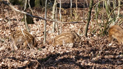 Wild boar Sus scrofa piglets foraging amongst woodland leaf litter Stock Footage 108052006