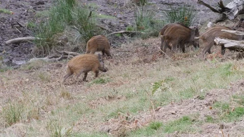 Wild boar Sus scrofa piglets running around in woodland glade Video stock 108067478
