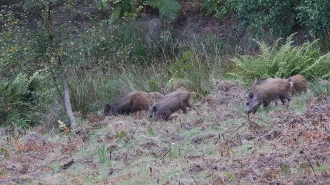 Wild boar Sus scrofa piglets foraging on rough ground in forest Video stock 108067670