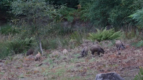 Wild boar Sus scrofa piglets foraging on rough ground in woodland Stock Footage 108067714
