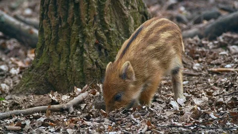 Wild boar (Sus scrofa) piglets foraging for food Stock Footage 121238407