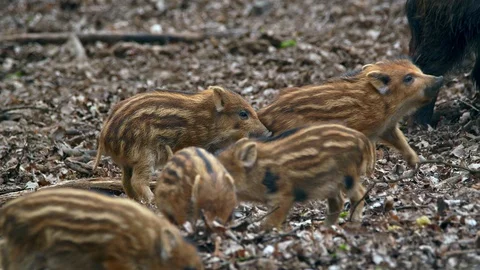Wild boar (Sus scrofa) piglets fighting Stock Footage 121238414