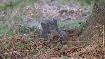 Wild boar Sus scrofa at rest amongst leaf litter Stock Footage 85679612