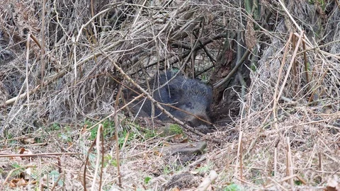 Wild boar Sus scrofa at rest in undergrowth Stock Footage 98908487