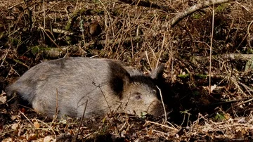 Wild boar Sus scrofa resting amongst brash with hen blackbird Stock Footage 85677985