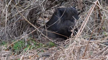 Wild boar Sus scrofa resting amongst brash and bracken Stock Footage 85679583