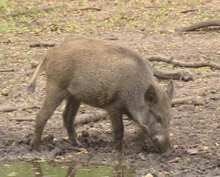 Wild Boar (sus scrofa) rooting in mud - tracking shot Stock Footage 49705566