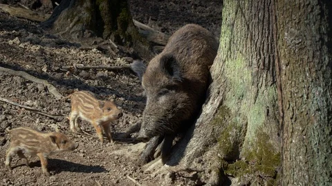 Wild boar (Sus scrofa) rubbing against tree Stock-Footage 121237798