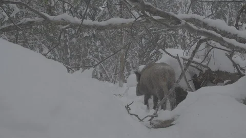 Wild boar (sus scrofa) runing through the winter forest. Stock Footage 104782837