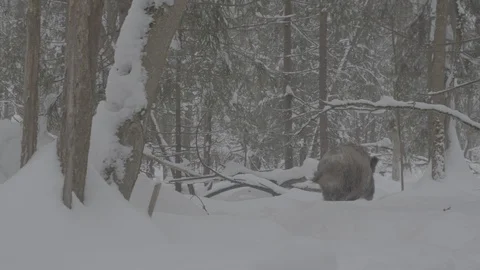 Wild boar (sus scrofa) runing through the winter forest. Stock Footage 104783007