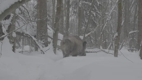 Wild boar (sus scrofa) running through the winter forest. Stock Footage 104783260