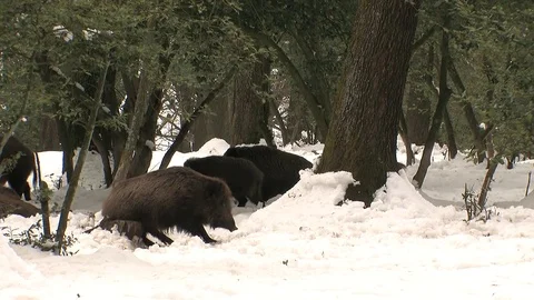 Wild boar (sus scrofa) scratching in snow - wildlife - HD Stock Footage 82462157