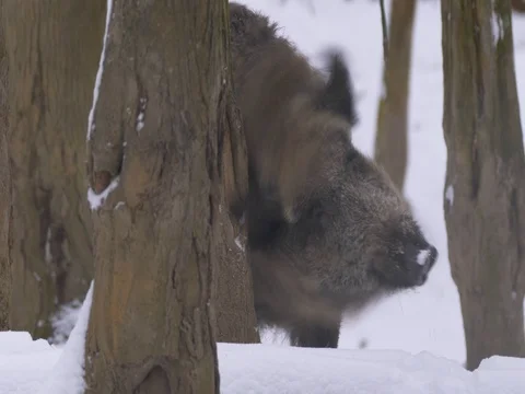 Wild boar (Sus scrofa) scratching Stock-Footage 84894323