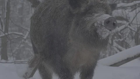 Wild boar (sus scrofa) scratching, shakes off. Stock Footage 104390275