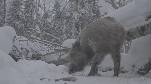 Wild boar (sus scrofa) scratching muzzle. Stock Footage 104782119
