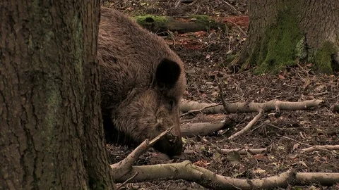 Wild boar (sus scrofa) seaching for food - wildlife Stock Footage 82183359