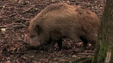 Wild boar (sus scrofa) seaching for food - wildlife Stock Footage 82183373