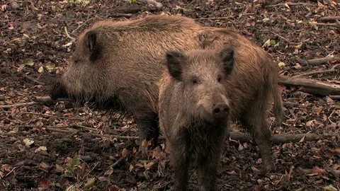 Wild boar (sus scrofa) seaching for food - wildlife Stock Footage 82183378
