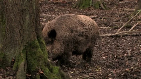 Wild boar (sus scrofa) seaching for food - wildlife Stock Footage 82183379