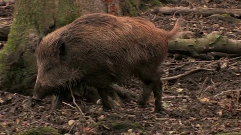 Wild boar (sus scrofa) seaching for food - wildlife Stock Footage 82183384