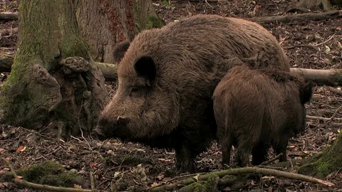 Wild boar (sus scrofa) seaching for food - wildlife Stock Footage 82183404
