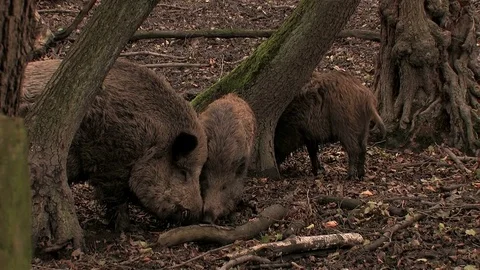 Wild boar (sus scrofa) seaching for food - wildlife Stock Footage 82183411