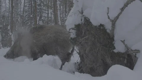 The Wild boar (sus scrofa) shakes off the snow. Stock Footage 104782010