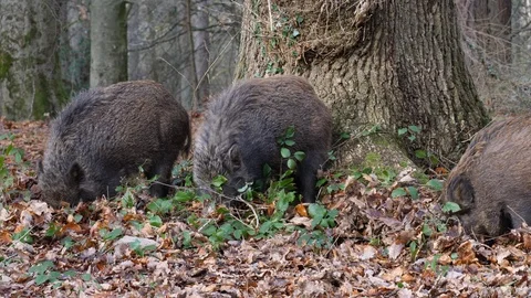 Wild boar Sus scrofa small litter of juveniles foraging under trees Stock Footage 87053983