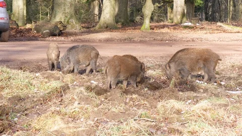Wild boar Sus scrofa small litter of juveniles foraging at edge carpark Stock Footage 98907572