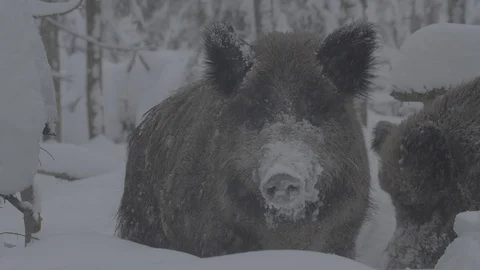 Wild boar (sus scrofa) snow nose. Stock Footage 104394033