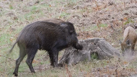 Wild boar Sus scrofa sow and piglets using tree stump as rubbing post Stock Footage 108067965