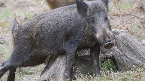 Wild boar Sus scrofa sow rubbing on tree stump close up Stock Footage 108067977