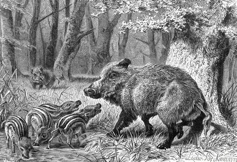 Wild boar Sus scrofa sow with young pigs Historic digitally restored Stock Illustration