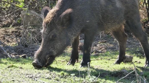 Wild boar, Sus scrofa, Spain Video stock 234409300