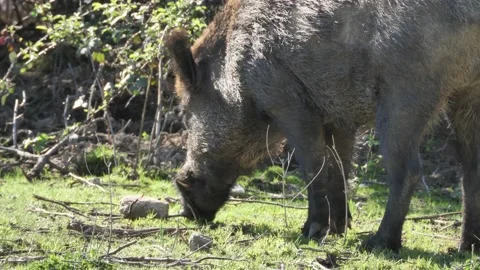 Wild boar, Sus scrofa, Spain Stock Footage 234409309