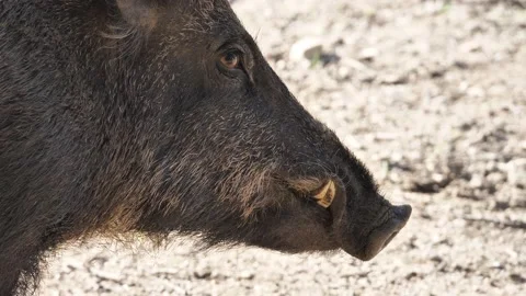 Wild boar, Sus scrofa, Spain Stock Footage 234409361