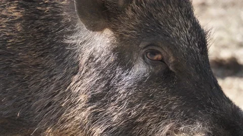 Wild boar, Sus scrofa, Spain Stock Footage 234409366