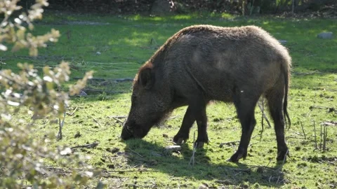 Wild boar, Sus scrofa, Spain Stock Footage 234409435