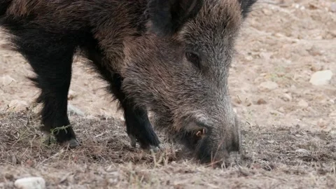 Wild boar, Sus scrofa, Spain Stock Footage 234409440