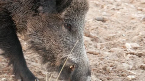 Wild boar, Sus scrofa, Spain Stock Footage 234409459