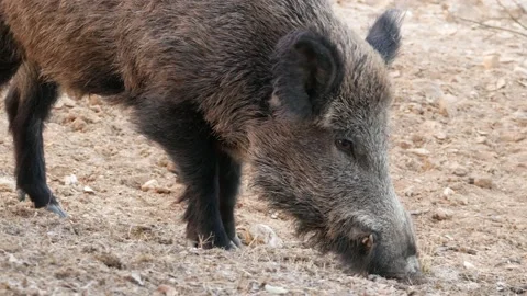 Wild boar, Sus scrofa, Spain Stock Footage 234409505
