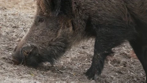 Wild boar, Sus scrofa, Spain Stock Footage 234409731